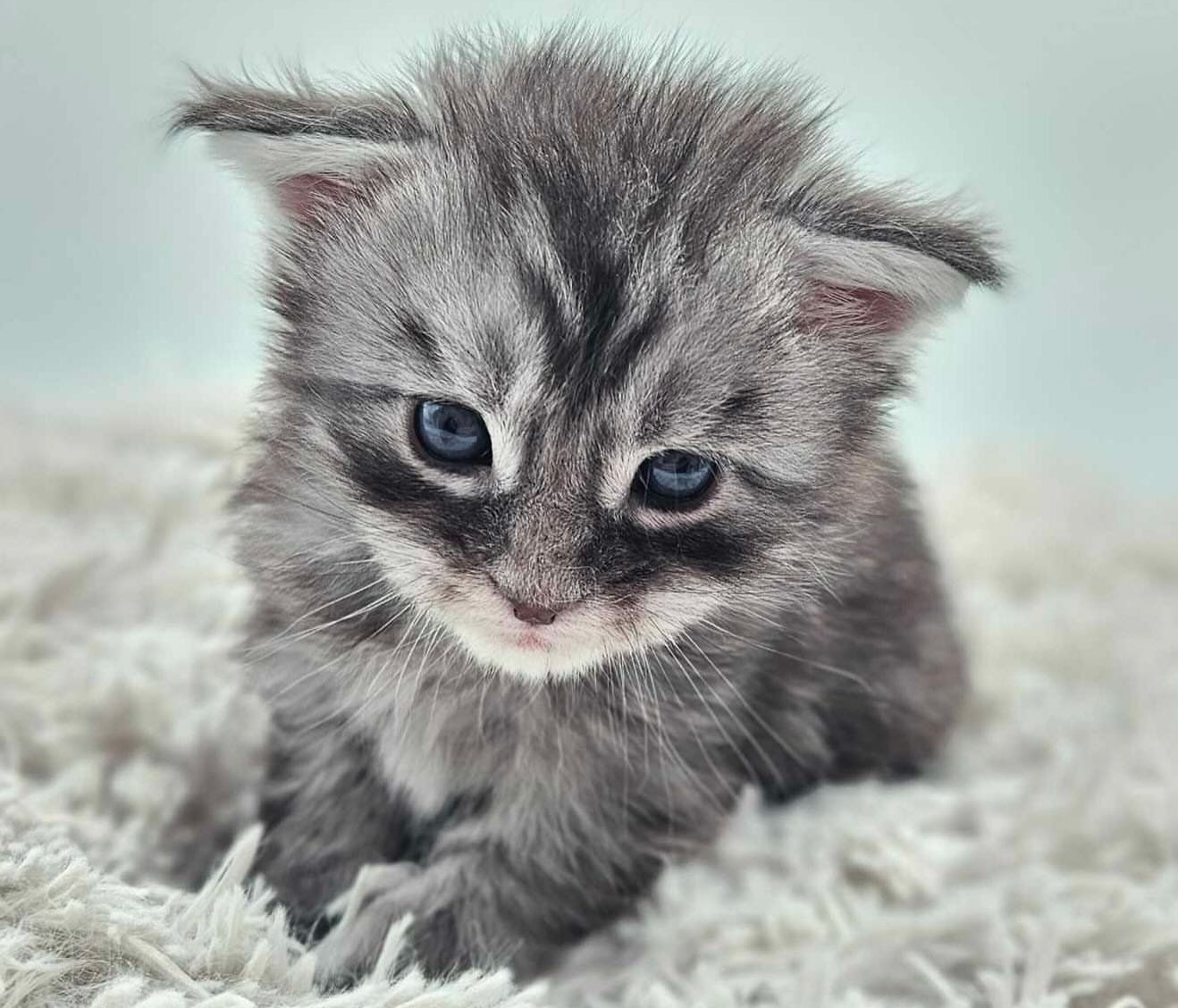 Maine Coon Rehoming Maine Coon Kittens for Rehoming