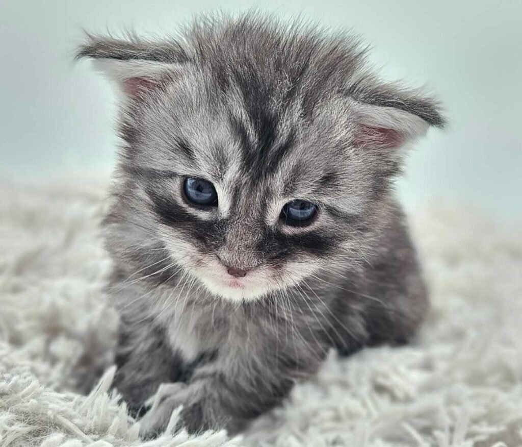Rehoming Maine Coon