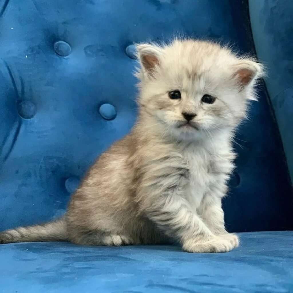 Rehoming Maine Coon kittens near me