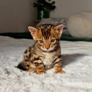 Maine Coon Rehoming