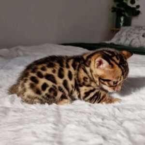 Maine Coon Rehoming