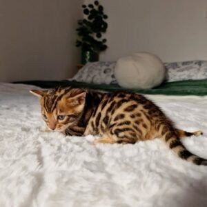 Maine Coon Rehoming