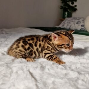 Maine Coon Rehoming