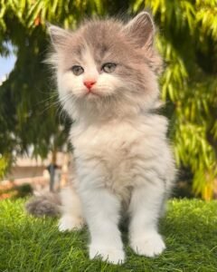 Maine Coon Rehoming