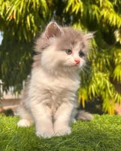 Maine Coon Rehoming