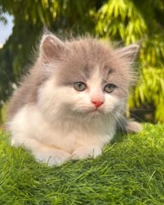 Maine Coon Rehoming