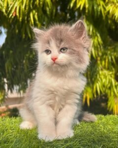 Maine Coon Kitten Rescue
