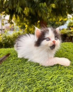 Maine Coon Rehoming