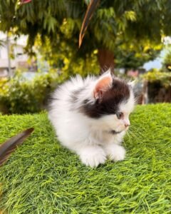 Maine Coon Rehoming