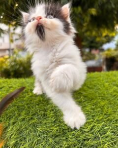 Maine Coon Kittens for Rehoming