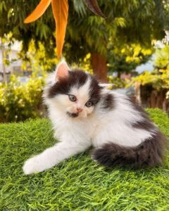 Maine Coon Rehoming