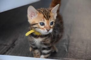 Maine Coon Rehoming