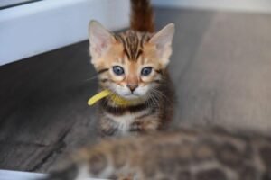 Maine Coon Rehoming