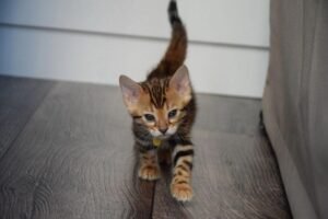 Maine Coon Rehoming