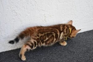 Maine Coon Rehoming