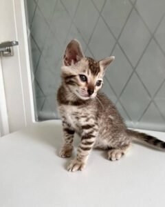 Maine Coon Rehoming