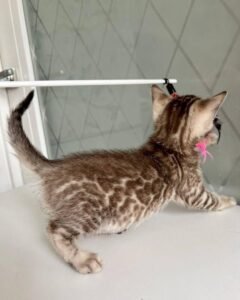 Maine Coon Rehoming