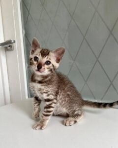 Maine Coon Rehoming