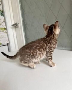 Maine Coon Rehoming