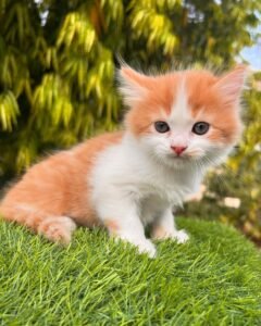 Maine Coon Rehoming
