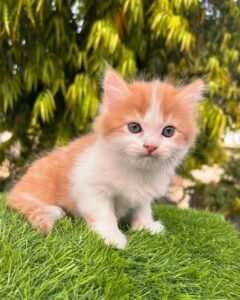 Maine Coon Rehoming