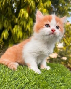 Maine Coon Rehoming