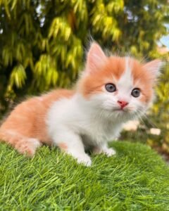 Maine Coon Rehoming