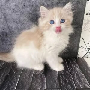 Maine Coon Rehoming