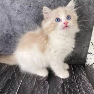 Maine Coon Rehoming