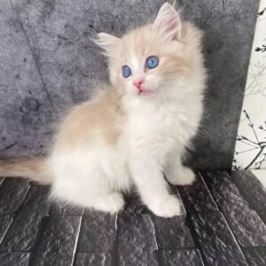 Maine Coon Rehoming