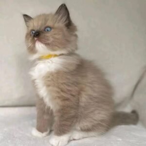 Maine Coon Rehoming