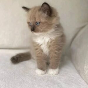 Maine Coon Rehoming