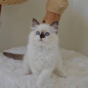 Maine Coon Rehoming