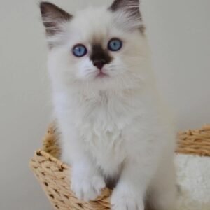 Maine Coon Rehoming
