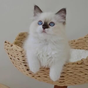 Maine Coon Rehoming
