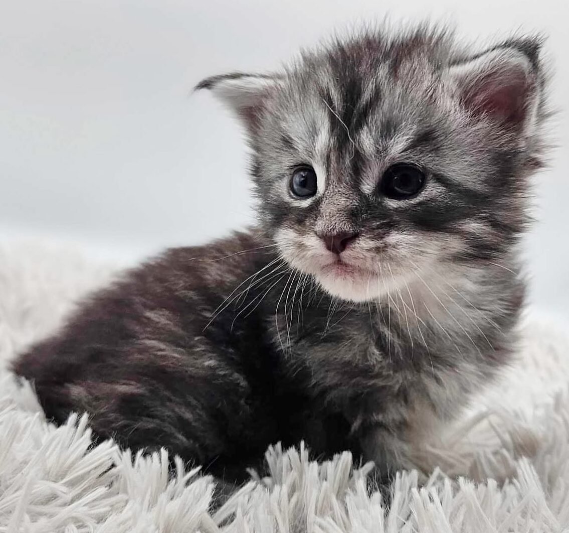 Maine Coon Kitten Adoption