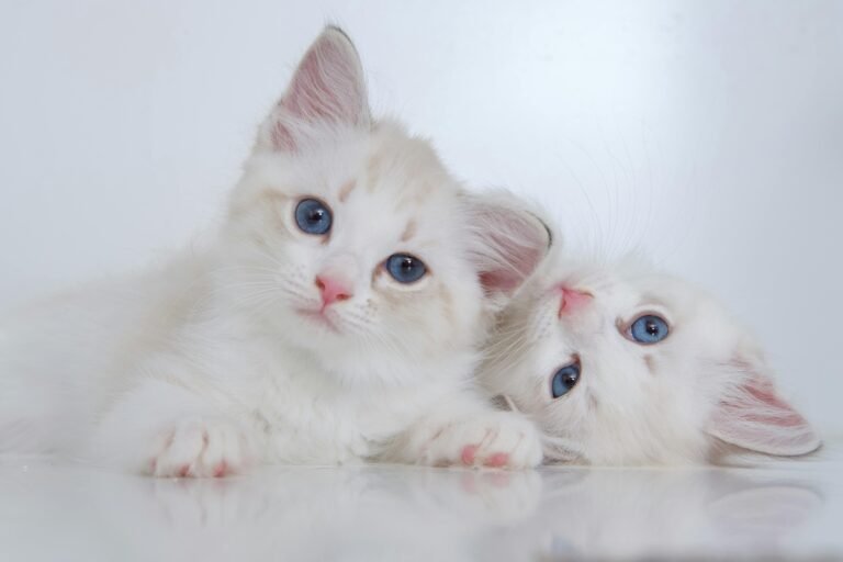 Maine Coon Rehoming Cute white fluffy kitties with blue eyes lying on reflective surface together and looking at camera